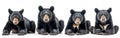 American Black Bear Collection: Standing, Sitting, Screaming, Lying Wildlife Isolated on White Banner Royalty Free Stock Photo