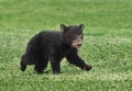 American Black Bear Cub Runs Across Grass Royalty Free Stock Photo