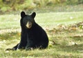 American Black Bear Cub Sitting Royalty Free Stock Photo