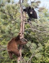 American black bear cubs Royalty Free Stock Photo