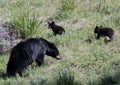 American Black Bear Female Sow with two baby cubs in Yellowstone National Park Royalty Free Stock Photo