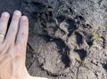 American Black Bear paw track found along Georgia hiking trail Royalty Free Stock Photo