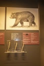 American black bear penis bones in the The Icelandic Phallological (Penis) Museum