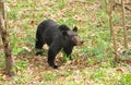 American Black Bear, Shenandoah Virginia Royalty Free Stock Photo