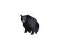 American black bear on a white background. Isolated bear Royalty Free Stock Photo