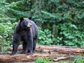 American Black Bear Royalty Free Stock Photo