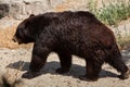 American black bear Ursus americanus