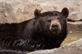 American black bear Ursus americanus