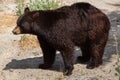 American black bear Ursus americanus