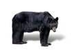 Isolated black bear Royalty Free Stock Photo