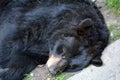 The American black bear