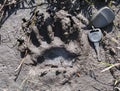 American Black Bear paw track found along Georgia hiking trail Royalty Free Stock Photo