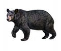 The American black bear Ursus americanus