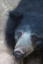 Closeup view of a black bear.