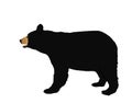American Black bear vector illustration isolated on white background. Royalty Free Stock Photo