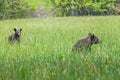 American Black Bear walking in the meadow in Great Smoky Mountains National Park,This is the famous place in Tennessee USA. Royalty Free Stock Photo