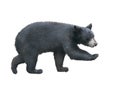 American Black Bear walking Royalty Free Stock Photo