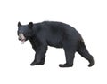 American Black Bear Royalty Free Stock Photo