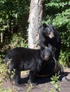 American Black Bears