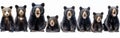 Collection of American Black Bears - Panoramic Wildlife Banner featuring Standing, Sitting, Screaming, and Lying Ursus Royalty Free Stock Photo