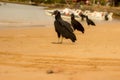 American black cathart bird on the seashore