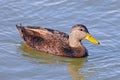 American Black Duck