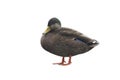 American black duck, Anas rubripes Royalty Free Stock Photo