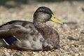 The American Black Duck (Anas rubripes) Royalty Free Stock Photo