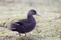 American black duck, Anas rubripes Royalty Free Stock Photo