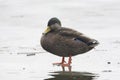 American black duck, Anas rubripes Royalty Free Stock Photo