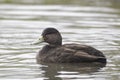 American black duck, Anas rubripes Royalty Free Stock Photo