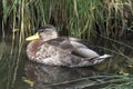 The American Black Duck (Anas rubripes) Royalty Free Stock Photo