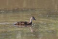 American Black Duck juvenile anas rubripes Royalty Free Stock Photo