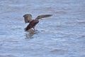 American black duck landing Royalty Free Stock Photo