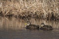 American Black Duck Mating Pair Royalty Free Stock Photo