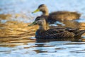 American Black Duck Pair 2