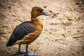 American black duck in the park, Anas rubripes Royalty Free Stock Photo