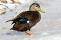 American Black Duck - Anas rubripes Royalty Free Stock Photo