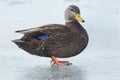 American Black Duck - Anas rubripes Royalty Free Stock Photo