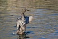 American Black Duck Stretching Its Wings on the Water Royalty Free Stock Photo