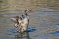 American Black Duck Stretching Its Wings on the Water Royalty Free Stock Photo