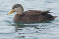 American Black Duck - Anas rubripes Royalty Free Stock Photo