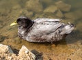 American black duck swimming in the pond Royalty Free Stock Photo