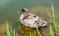 American black duck swimming in the pond Royalty Free Stock Photo