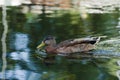 American black duck swimming through the tranquil waters. Royalty Free Stock Photo