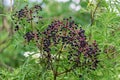 American black elderberry fruit Sambucus canadensis - Long Key Natural Area, Davie, Florida, USA