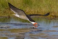 American Black Skimmer