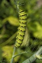 American Black Swallowtail Butterfly Caterpillar on Dill Weed Herb Plant Royalty Free Stock Photo