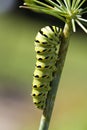 American Black Swallowtail Butterfly Caterpillar on Dill Weed Herb Plant Royalty Free Stock Photo