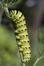 American Black Swallowtail Butterfly Caterpillar on Dill Weed Herb Plant Royalty Free Stock Photo